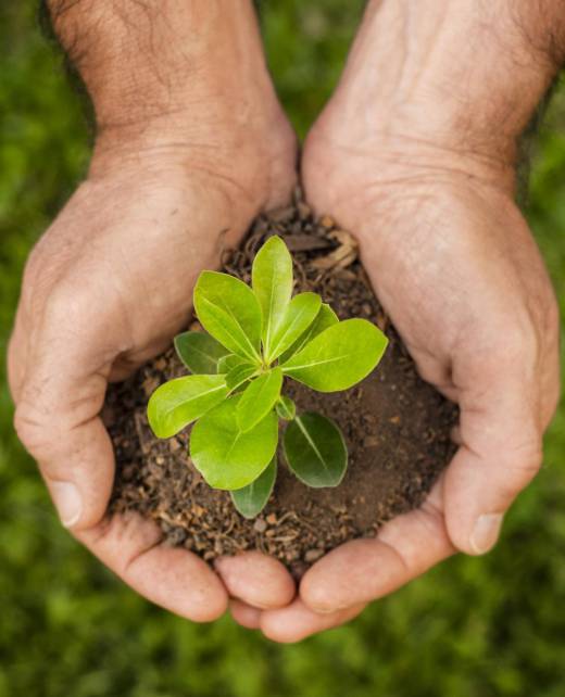 close-up-soil-sprout