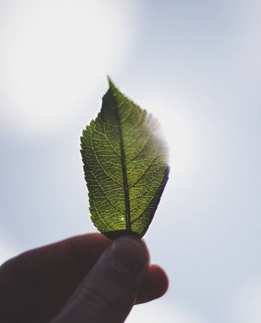 closeup-person-s-fingers-holding-small-green-leaf-against-sky-background